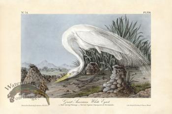 Great American White Egret